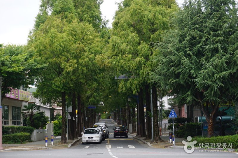 Changwon Garosu-gil  (4/8)