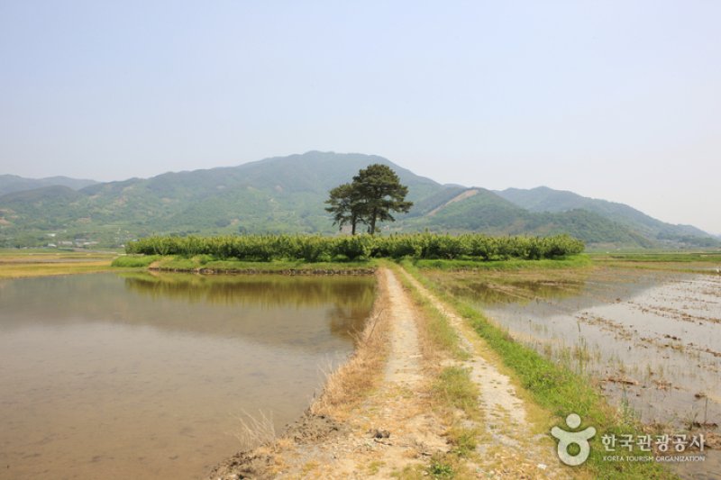 Pyeongsari Field 