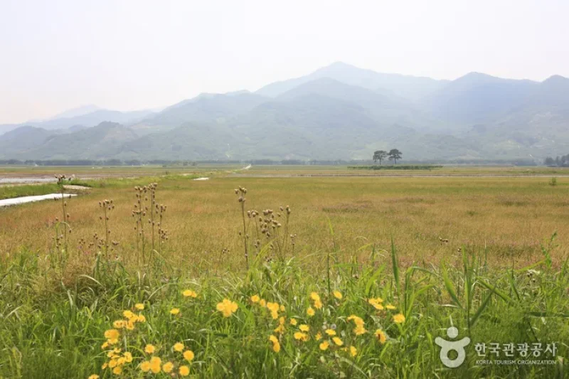 Pyeongsari Field 