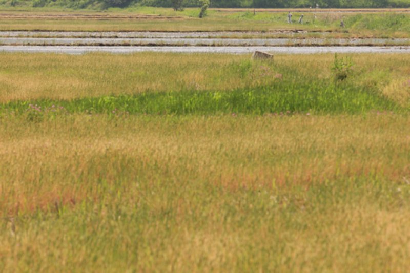 Pyeongsari Field 