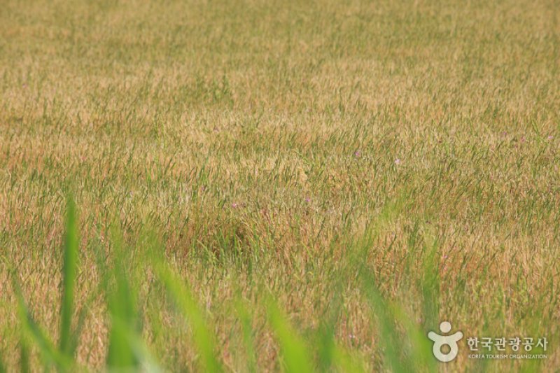 Pyeongsari Field 
