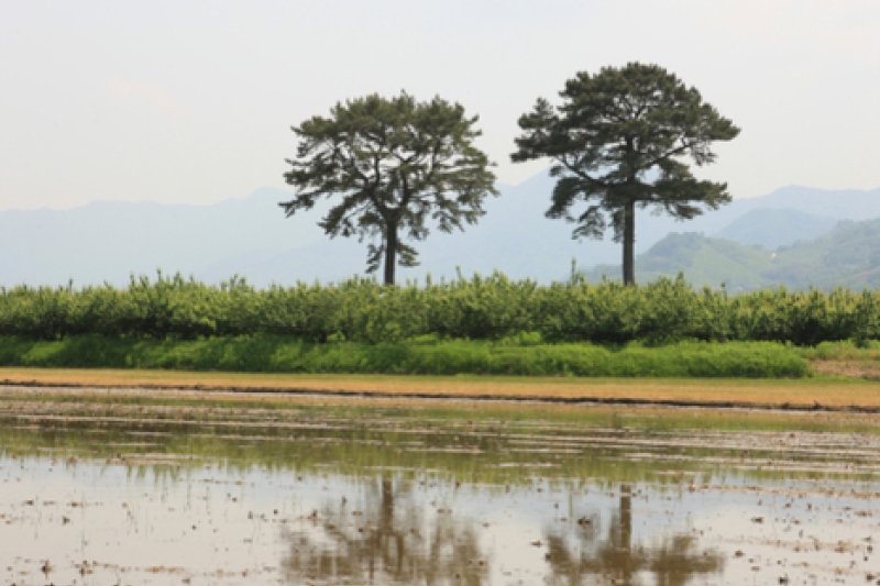 Pyeongsari Field 