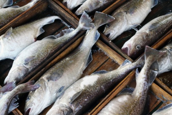 Geoje Codfish Festival