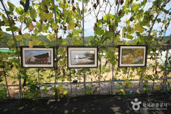 Bukcheon Cosmos and Buckwheat Festival