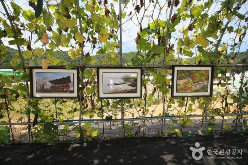Bukcheon Cosmos and Buckwheat Festival  (1/9)