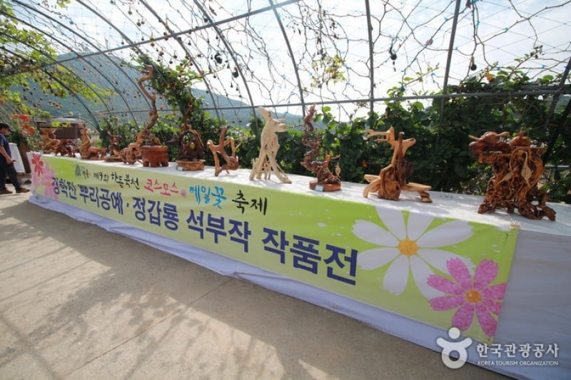 Bukcheon Cosmos and Buckwheat Festival  (2/9)