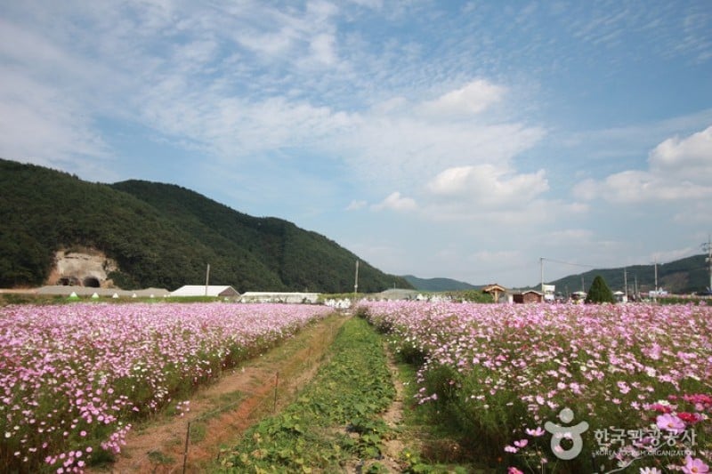 Bukcheon Cosmos and Buckwheat Festival  (3/9)