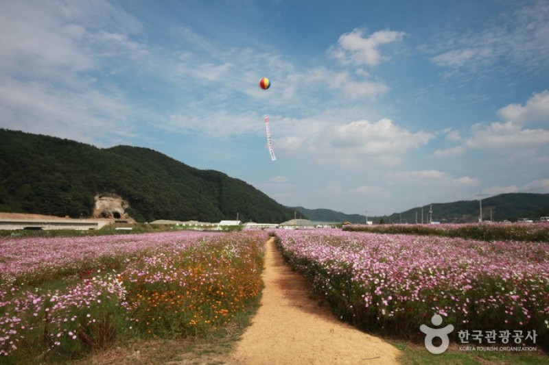 Bukcheon Cosmos and Buckwheat Festival  (4/9)