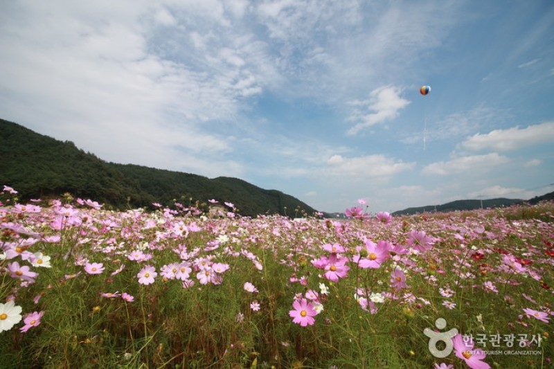 Bukcheon Cosmos and Buckwheat Festival  (5/9)
