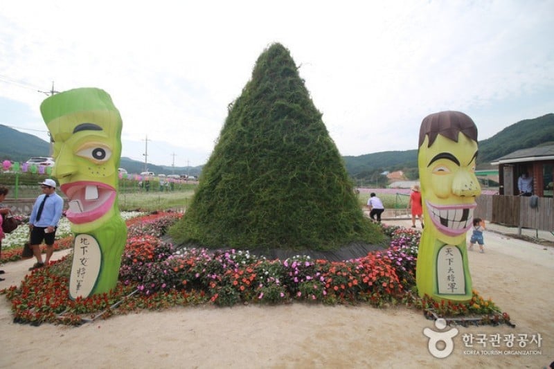 Bukcheon Cosmos and Buckwheat Festival  (6/9)