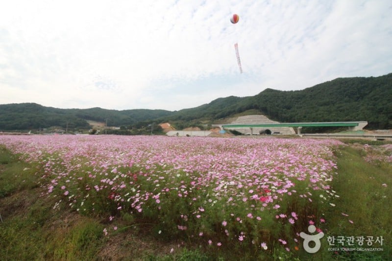 Bukcheon Cosmos and Buckwheat Festival  (7/9)