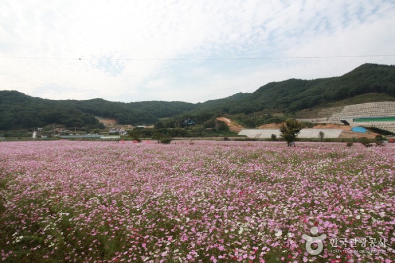 Bukcheon Cosmos and Buckwheat Festival  (8/9)