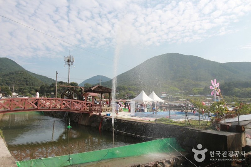 Bukcheon Cosmos and Buckwheat Festival  (9/9)