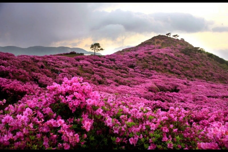 Hapcheon Hwangmaesan Royal Azalea Festival  (2/3)