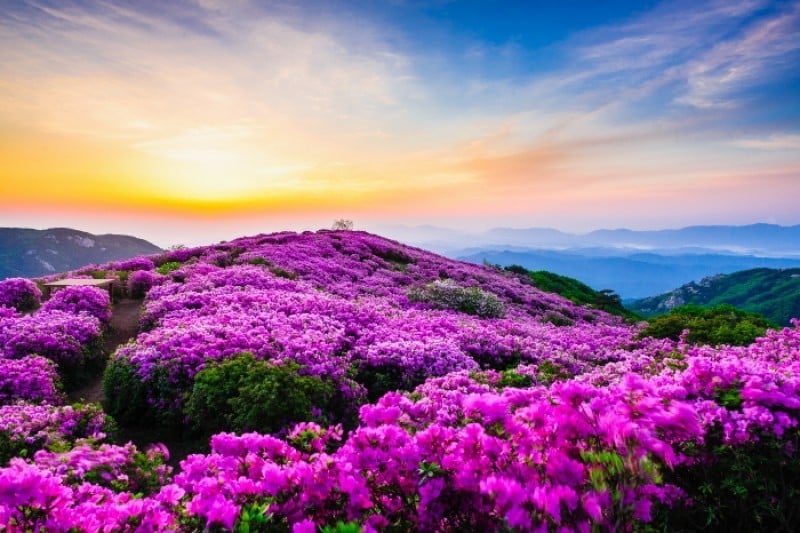 Hapcheon Hwangmaesan Royal Azalea Festival  (3/3)