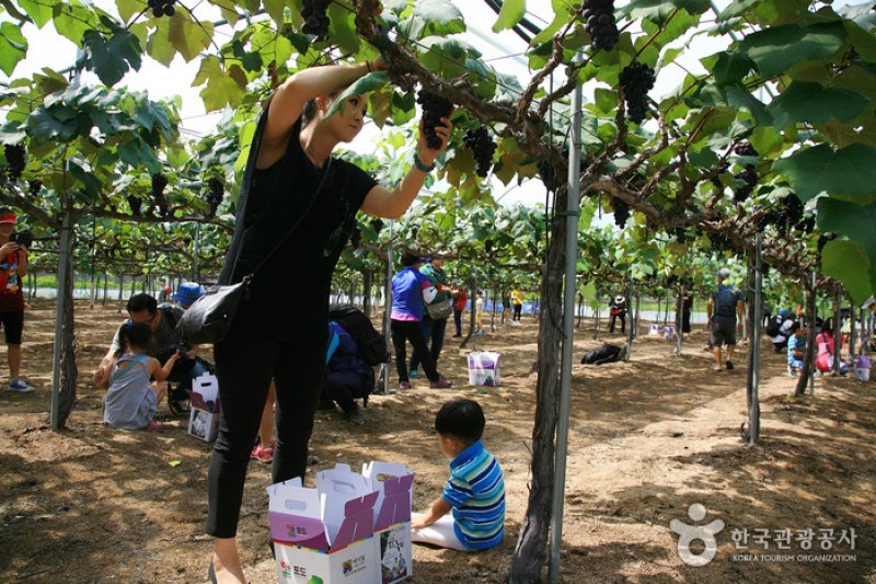 Yeongdong Grape Festival  (2/8)