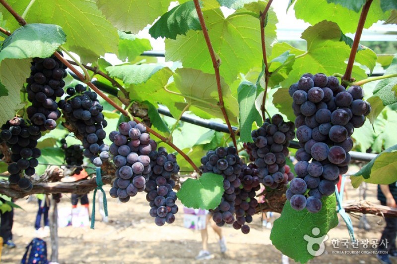 Yeongdong Grape Festival  (3/8)
