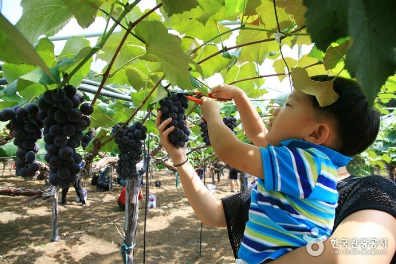 Yeongdong Grape Festival  (4/8)