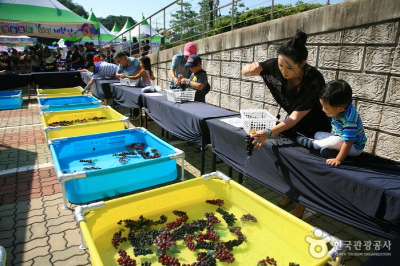 Yeongdong Grape Festival  (5/8)