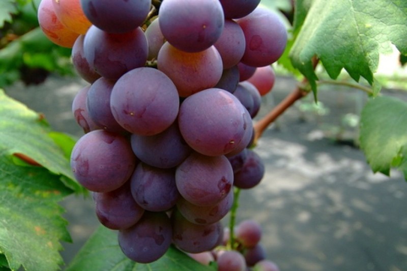 Yeongdong Grape Festival  (7/8)