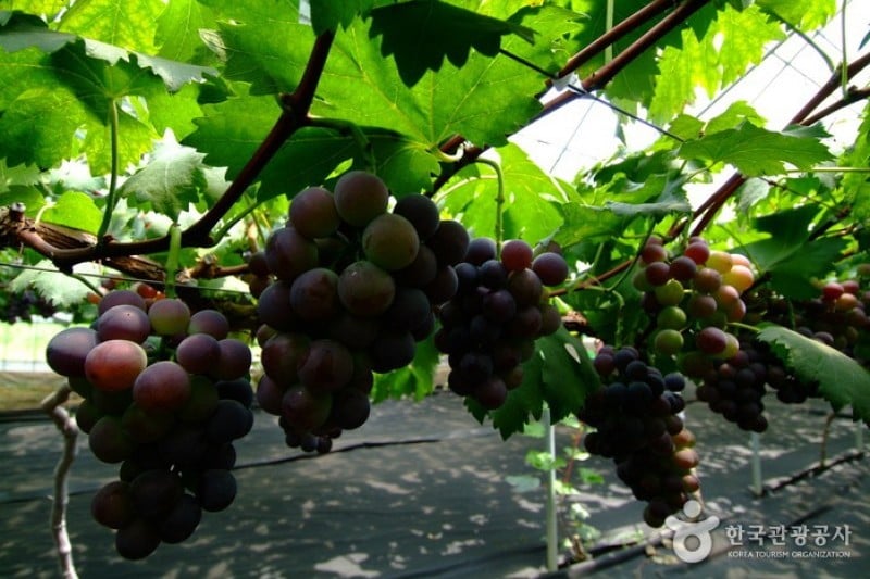 Yeongdong Grape Festival  (8/8)