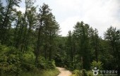 Songnisan Maltijae Recreational Forest 