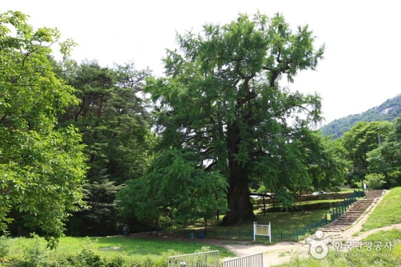 Yeongguksa Temple - Yeongdong  (8/10)