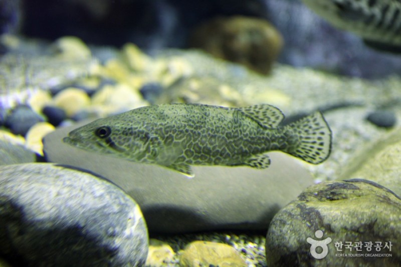 Danuri Aquarium  (3/9)