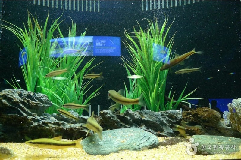 Danuri Aquarium  (4/9)
