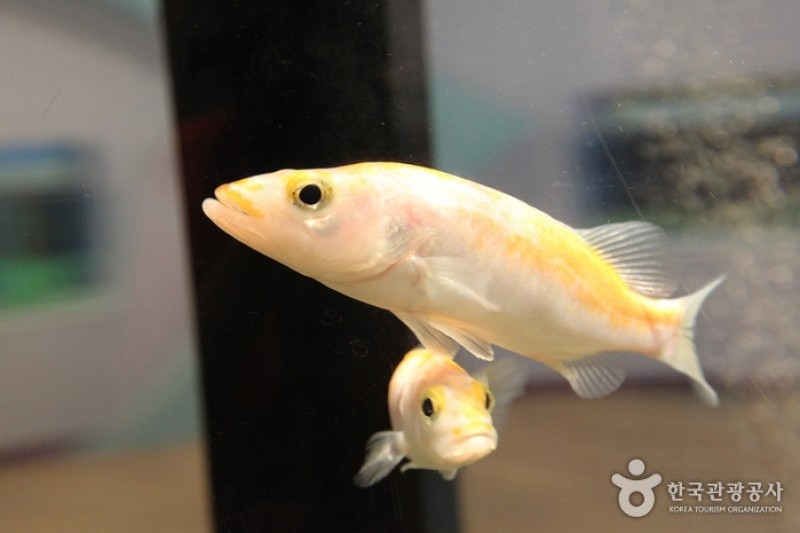 Danuri Aquarium  (6/9)