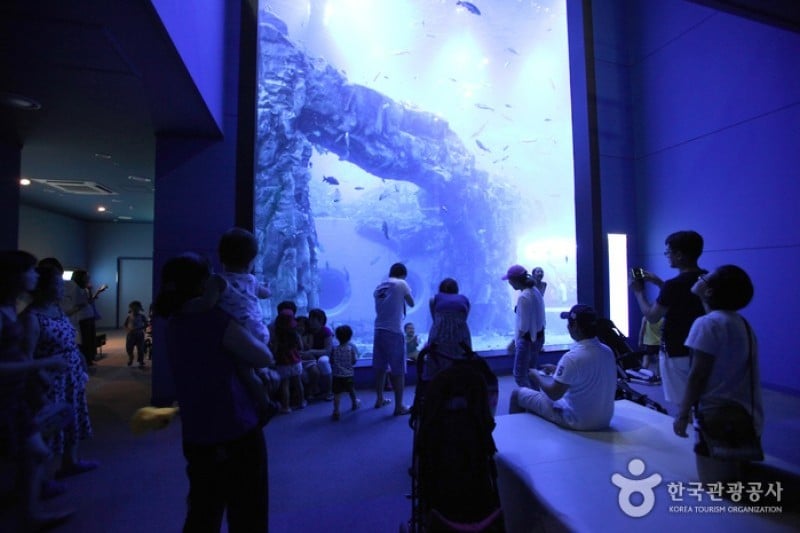 Danuri Aquarium  (8/9)