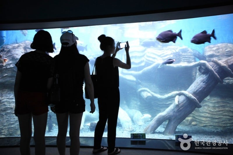 Danuri Aquarium  (9/9)