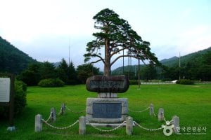 Jeongipum Pine Tree 