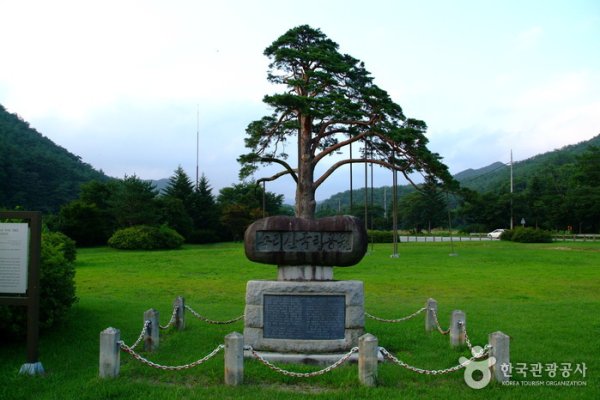 Jeongipum Pine Tree