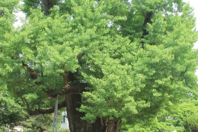 Jungang Park  (2/14)
