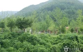 Jangnyeongsan Natural Forest (장령산자연휴양림)