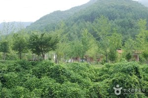 Jangnyeongsan Natural Forest (장령산자연휴양림)