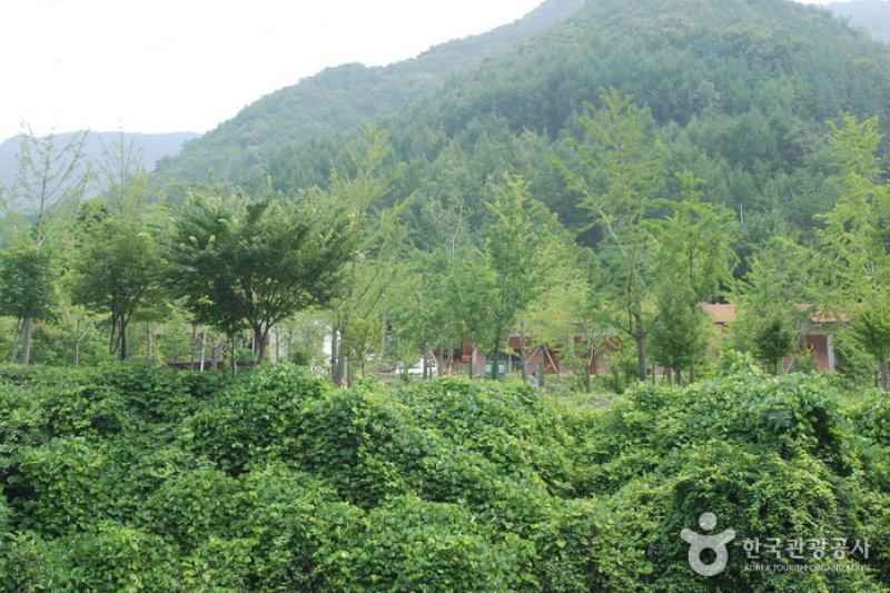 Jangnyeongsan Natural Forest (장령산자연휴양림) (1/17)