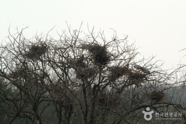 Jincheon Gray Heron Habitat