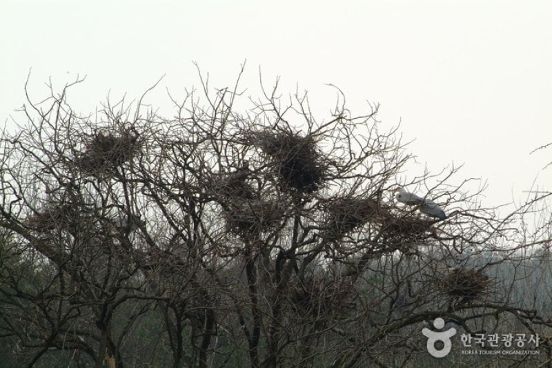 Jincheon Gray Heron Habitat  (1/3)
