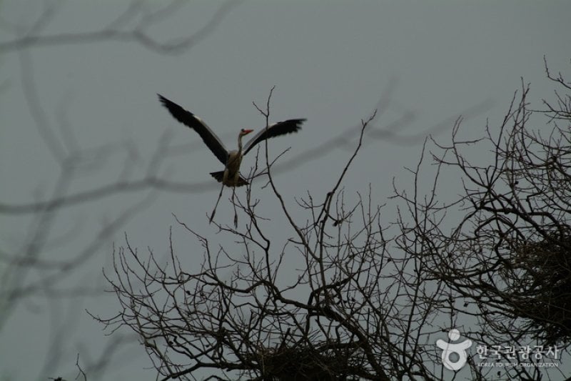 Jincheon Gray Heron Habitat  (2/3)