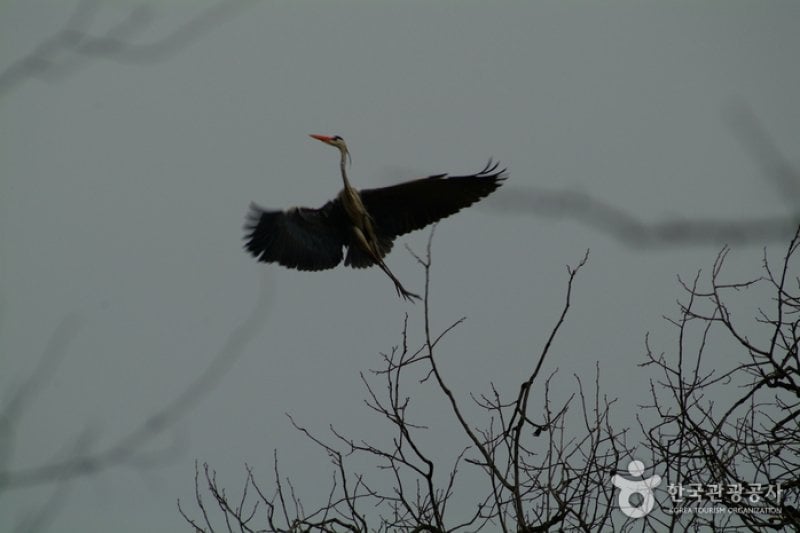 Jincheon Gray Heron Habitat  (3/3)