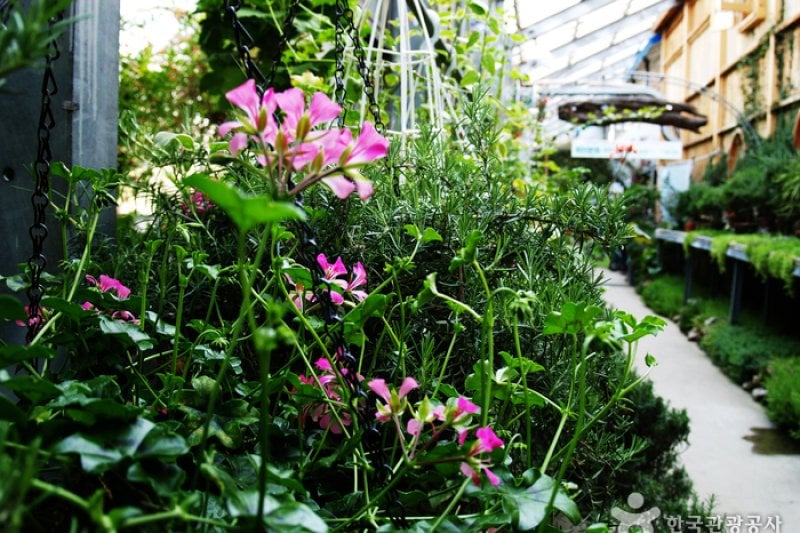 Sangsoo Herb Land (상수허브랜드) (8/12)