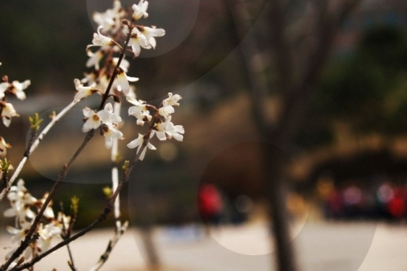 Midongsan Arboretum (미동산수목원) (3/7)