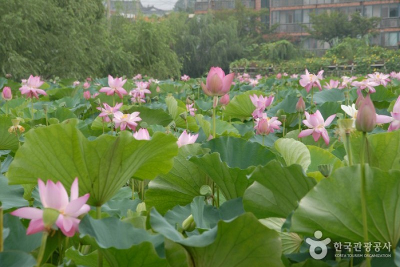 Seodong Park and Gungnamji Pond  (6/13)
