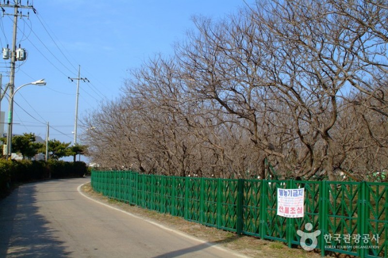 Anmyeondo Island  (3/3)