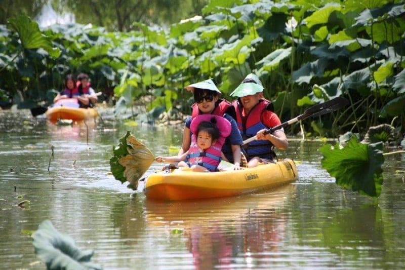 Buyeo Seodong Lotus Festival  (5/12)