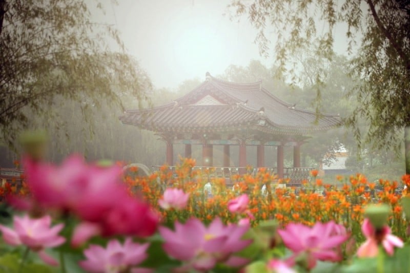 Buyeo Seodong Lotus Festival  (6/12)