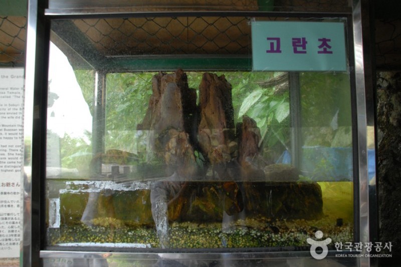 Goransa Temple  (9/10)