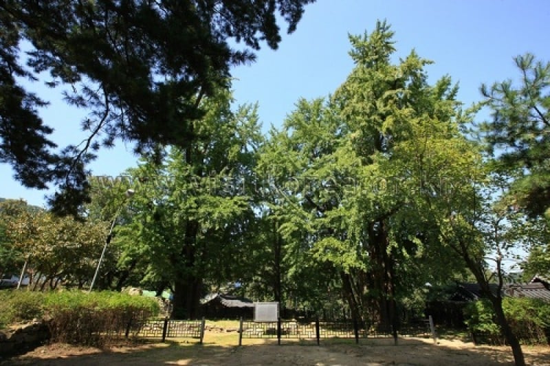 Asan Maengssi Haengdan House  (18/31)